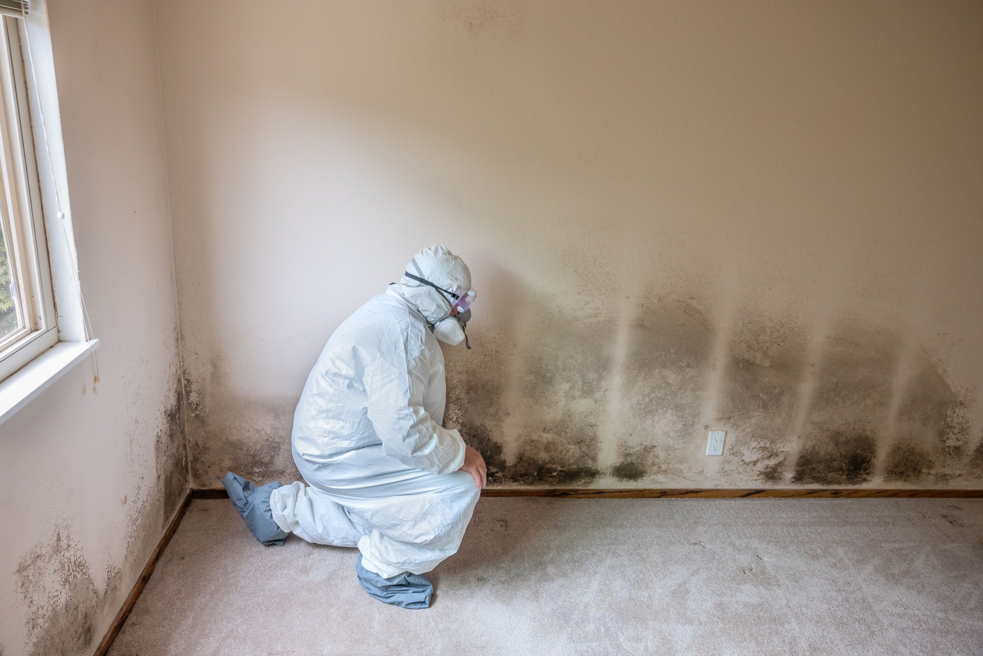  Mould Removal